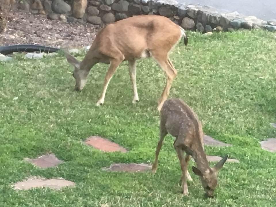 Just love Gods gift of beautiful animals💕