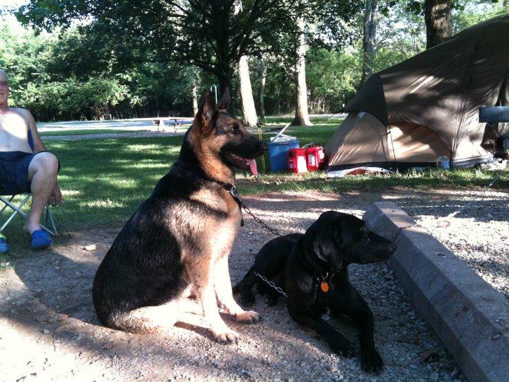 William Winkle's album, Dogs
