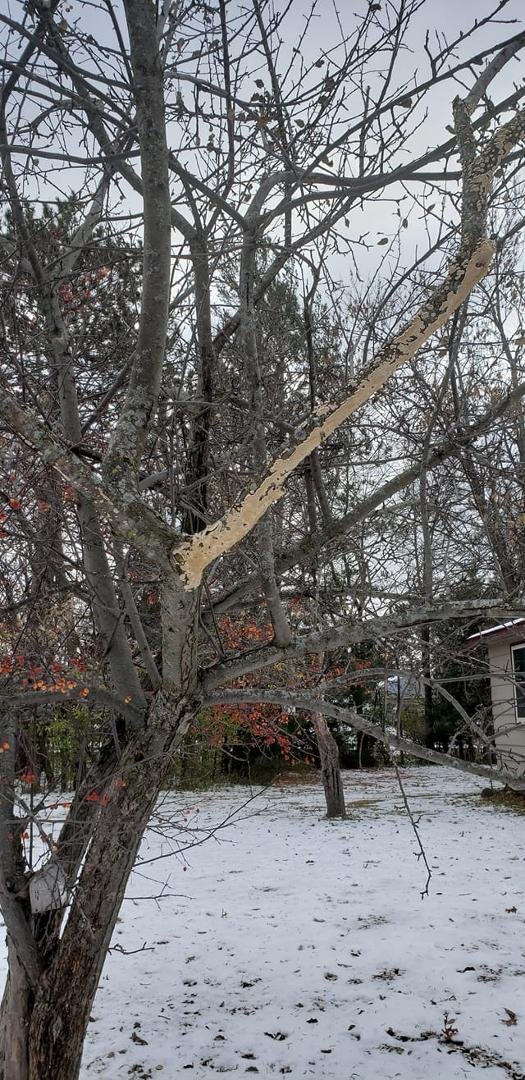 What is this on my apple tree?