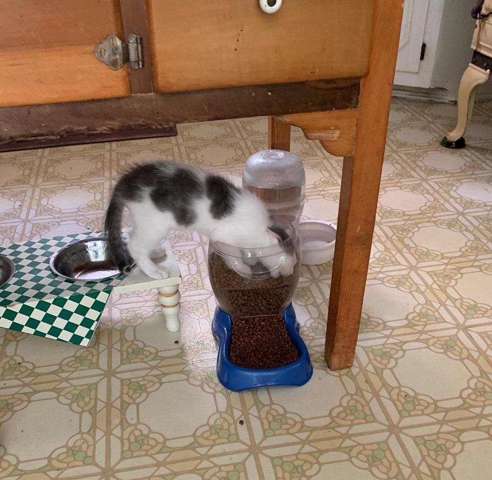 Paul took this picture of Gus, who often finds a unique approach to doing things...like eating...