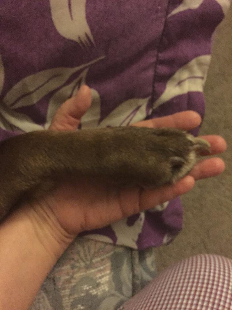 My puppy's little paw.