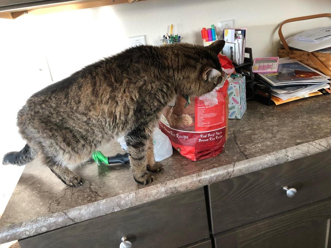 Then, late afternoon when Grandma Joanie went to pick up Hay and Hunter and Grandpa was in the media room, Sami decided it was a good time for her to make her move. This was her chance to feast on the dog food. That's Sam