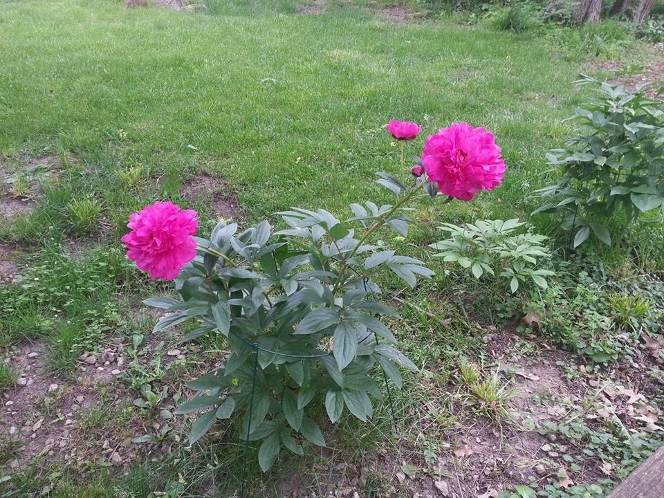 My peonies!!
