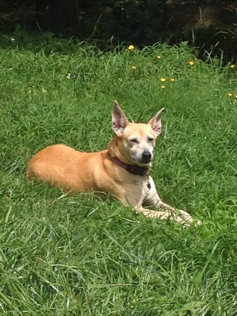 Happy Birthday to my dog Trixie. She has just turned 14 years old on the 11th of July 2016. She is the best dog anybody could ask for. In case you are wondering what kind of dog she is. She is a, United Squirrel Dog Registe