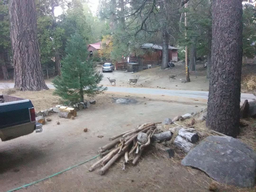At the cabin this morning as I was getting firewood.....