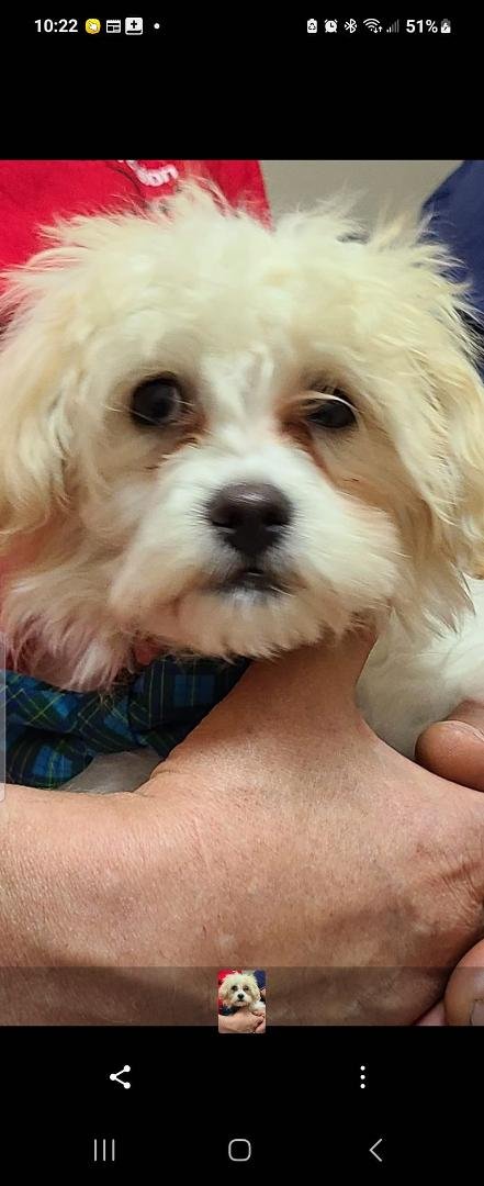 This is my little boy, Hastings! Saturday, we took him to his first vet appointment. He has a slight under bite, which the doctor says is okay. And he got a shot and we'll get another in 2 weeks. I am very happy to have him