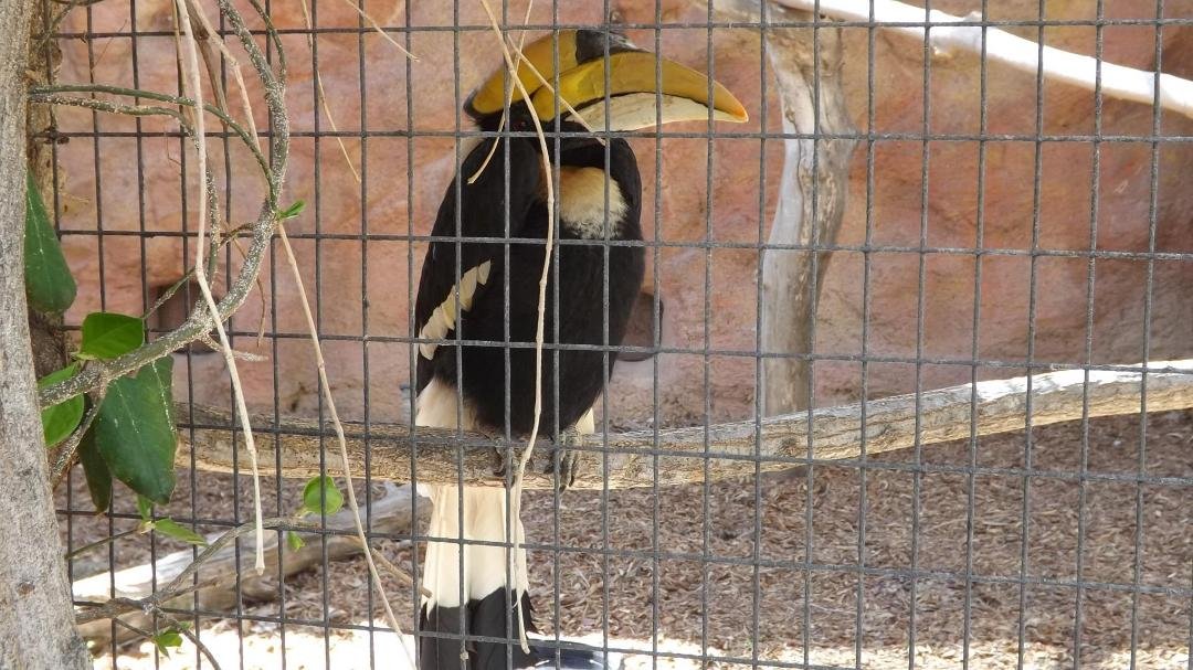 James H. Devall's album, ABQ Bio Zoo