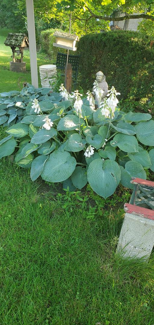 Hostage in bloom I of about 20