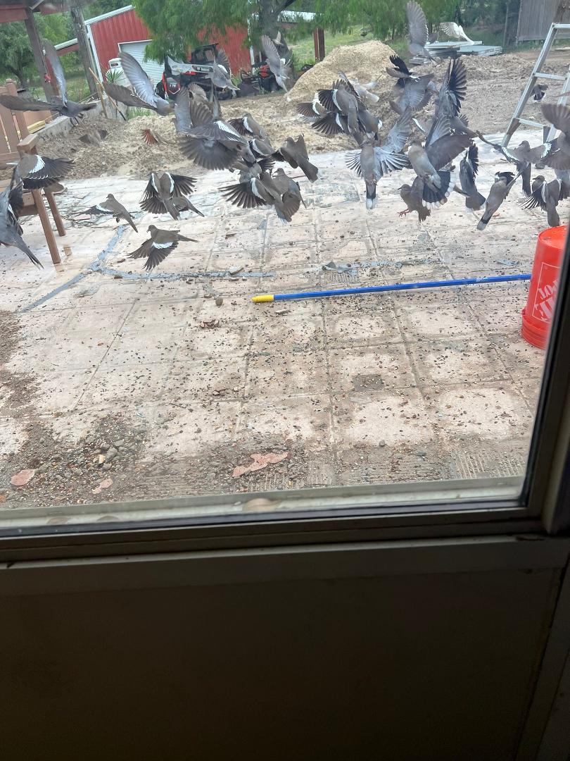 They are eating peacefully with me standing within 1 foot, knowing I mean them no harm, however, when Jasper sneaks around the corner it's birds smashing into the window and each other and total chaos. Jasper just walks up