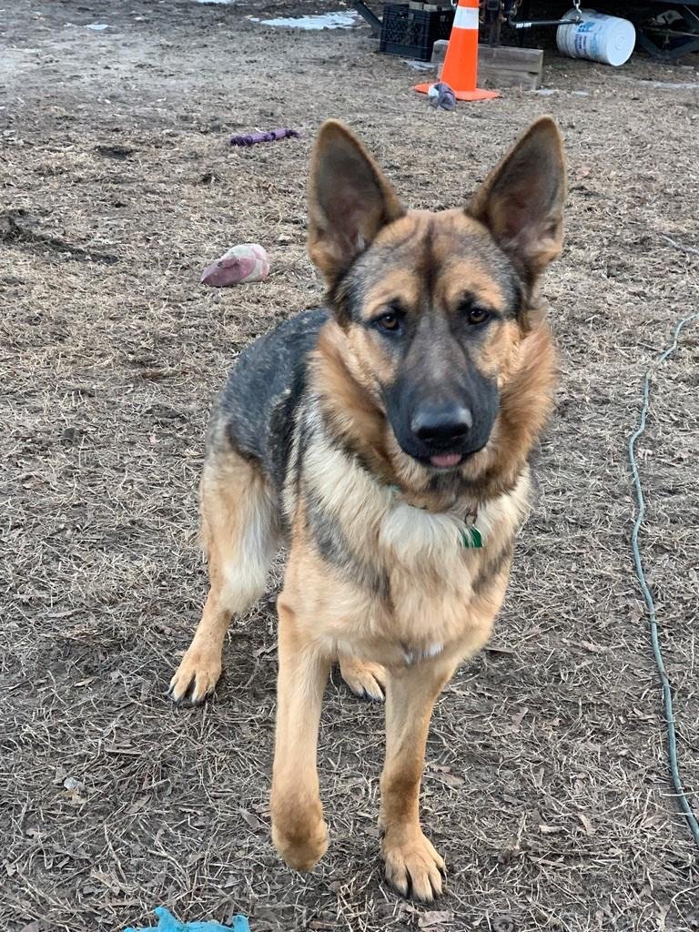 Happy 9 months to this boy!! Happy Birthday, Boomer!!