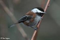 Birds that feed at my window bird feeders.
Chickadees can be found in a variety of habitats, from moist, coniferous forests to oak woodland. They can also be found in backyards and city parks, as long as sufficient shrub an