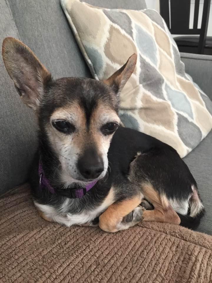 Lucy is 14 today! Happy Birthday Lucy!
