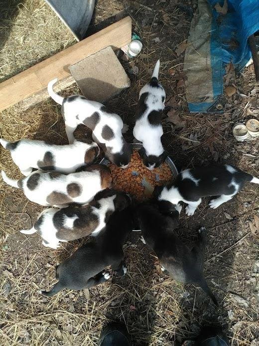 Will be at Wal Mart with free puppies This morning about 9:00