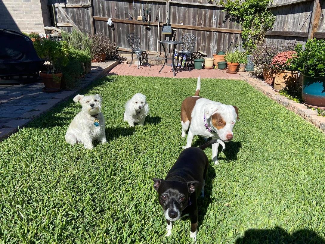 How to start a post? ...Well, I just picked up a half-pound of fresh dog poop. Who let the shetland pony into our backyard? No... Wait, it must have Annabel.
We are dog-sitting for Robin Smith & Rick Smith's dogs, Anabel a