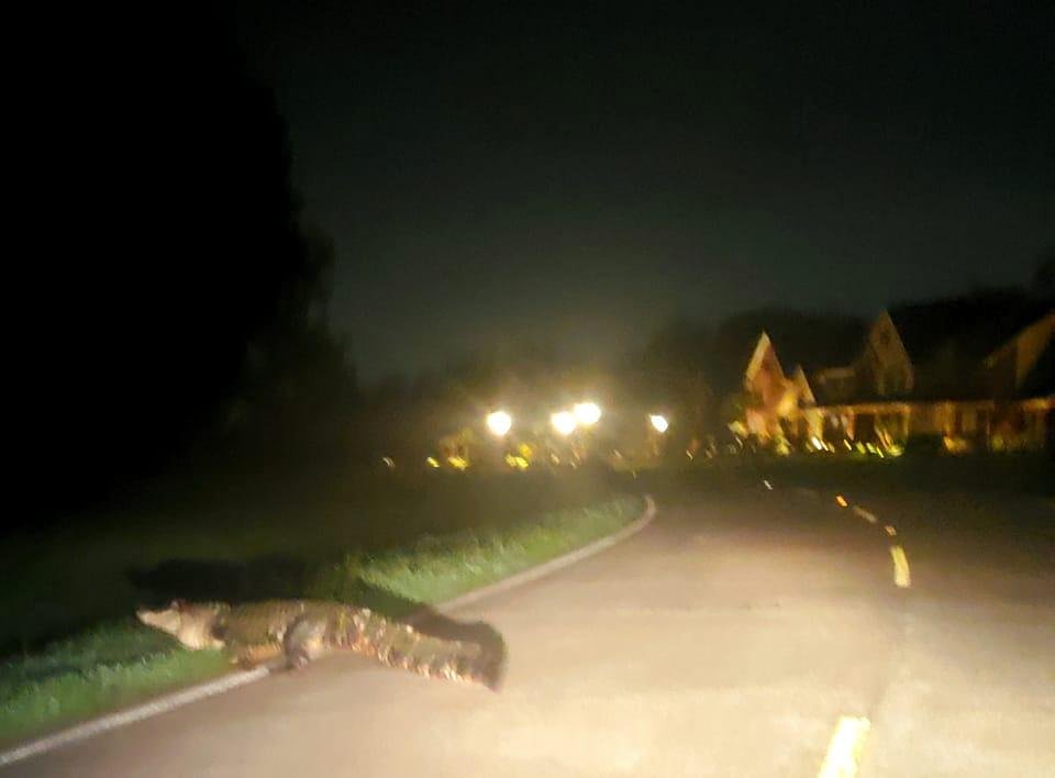 New speed bump in the street tonight. luckily I missed this 8 footer just before I pulled into the driveway. Also glad he moved.off to the side of the road to let me pass. I hope the gnomes are smart and stay away.