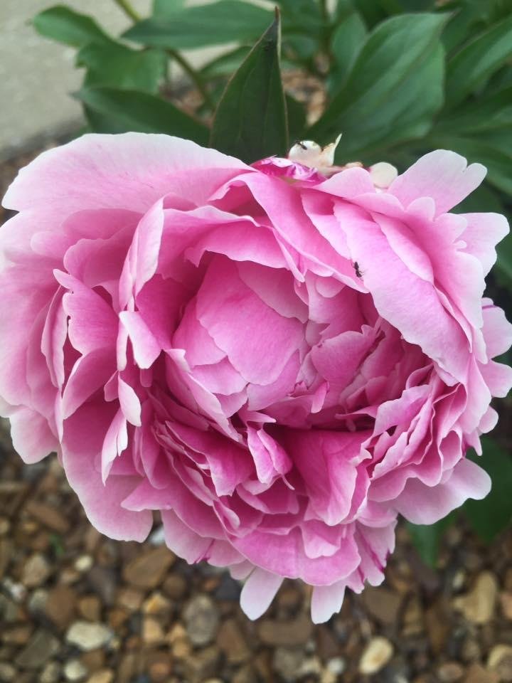 Robert Pelham's album, Mobile Uploads