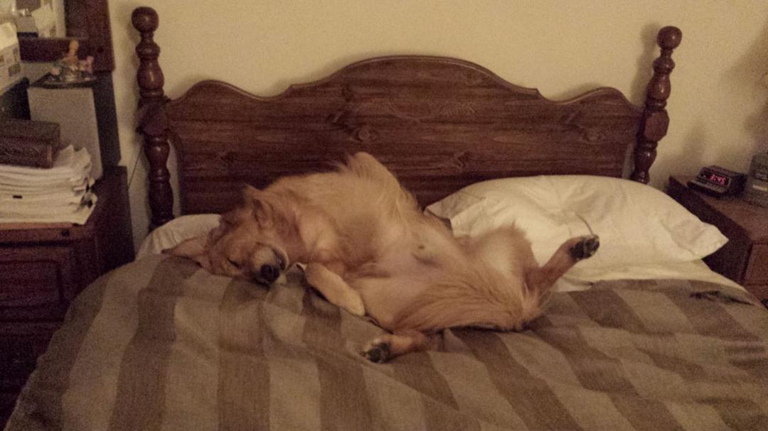 My lil' baby taking his afternoon nap.