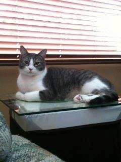 Need to find a loving home on the Island or in the Lower Mainland for this sweet young man.....