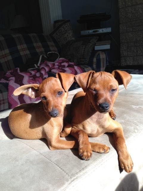 Tucker and Coda enjoying a lazy morning in the sun.