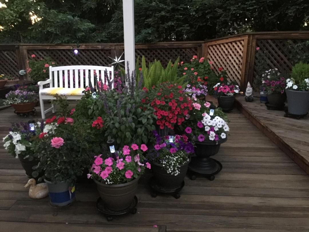 Annette Lutz-Harris I picked up some little solar lights at the dollar store, stuck them in some of my flower pots and love them.  They don’t show up very good in this picture because it wasn’t dark enough.  Thought you mig
