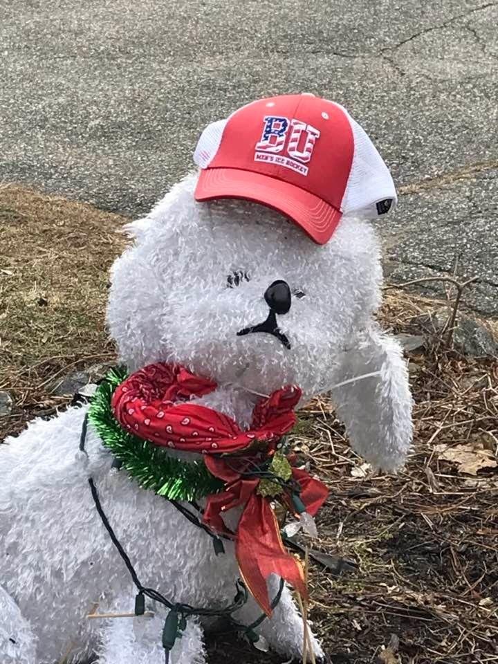 Even Pesky, our neighborhood dog is a BU fan. Go BU!