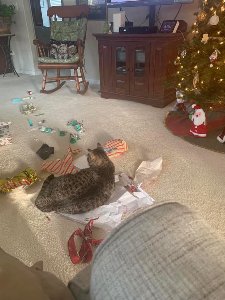 It’s a kitty cat Christmas.