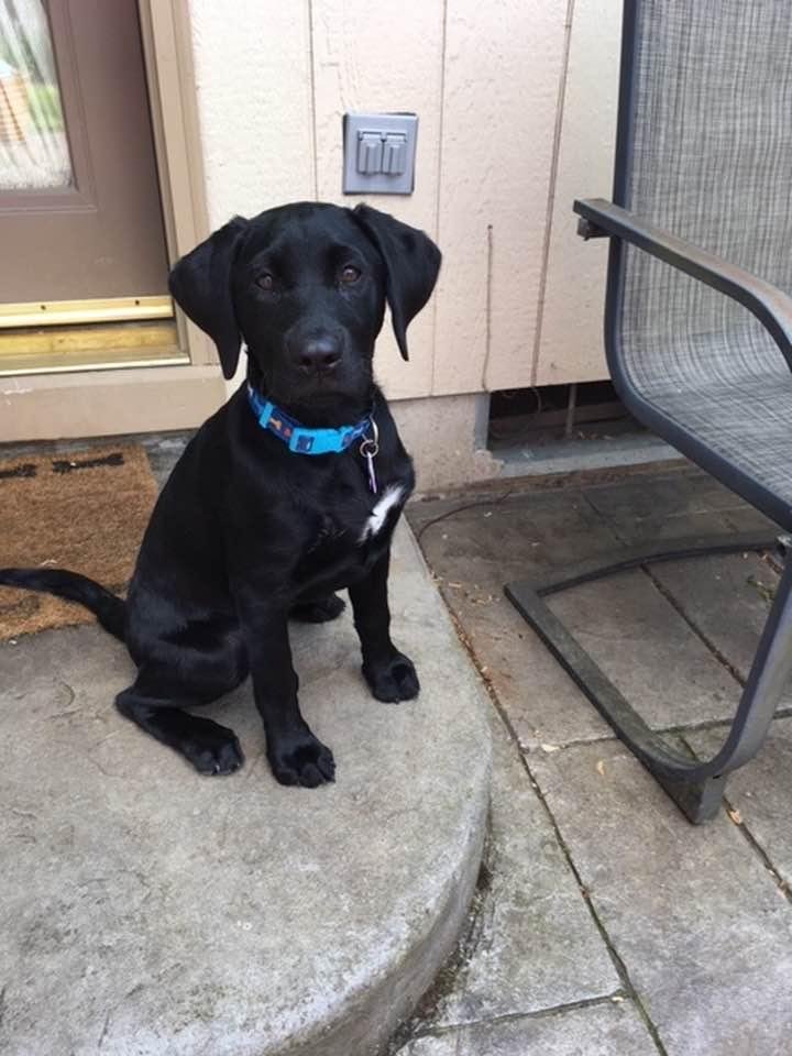This is Maddie. She is nearly 5 months old