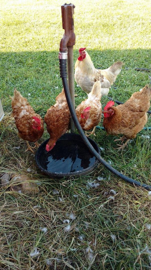 These are the chickens that were on the farm where we were . blessed to have found the owner home who helped change our second flat