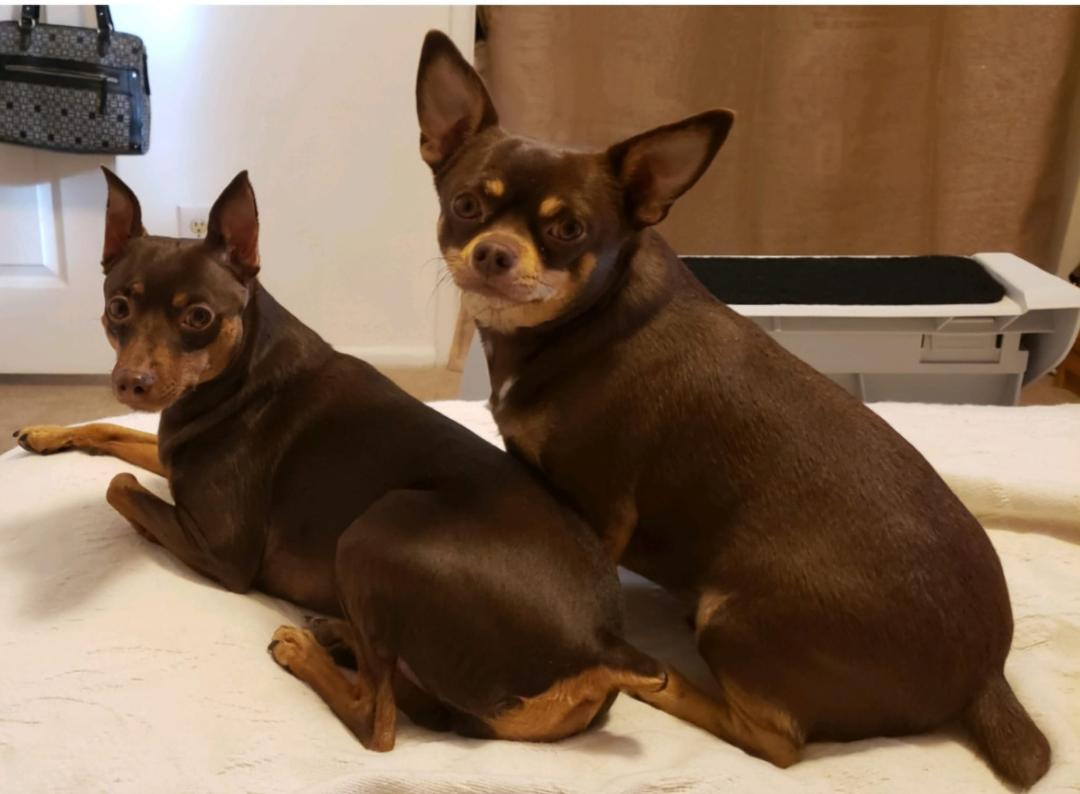 Happy Dog Day, Coco & Chewy🩷🩵