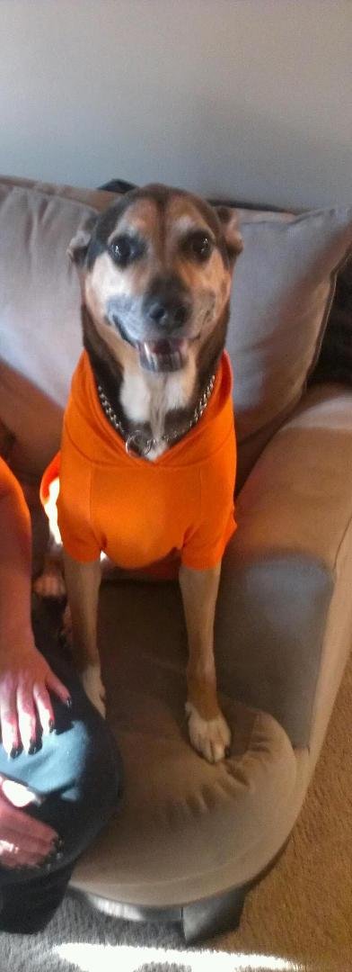 Joey in his new sweatshirt...... Isn't he handsome..
