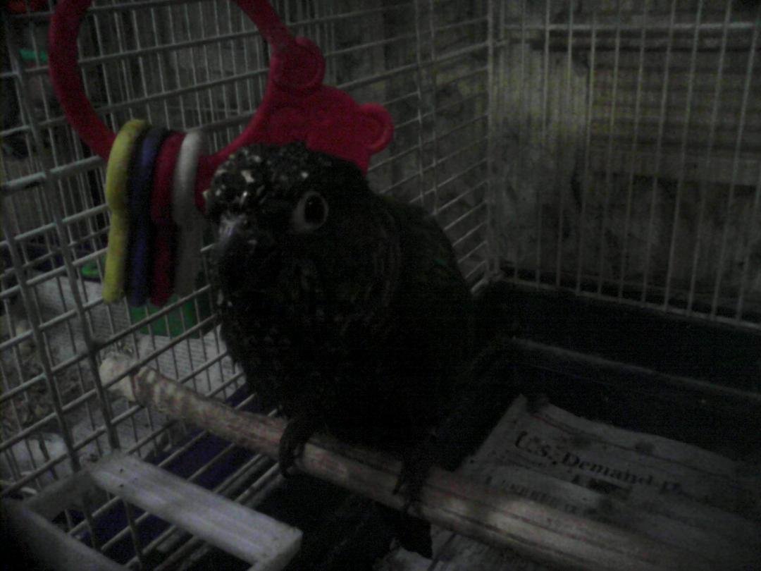 He just took a bath and was eating that's why the seed was sticking to his head!