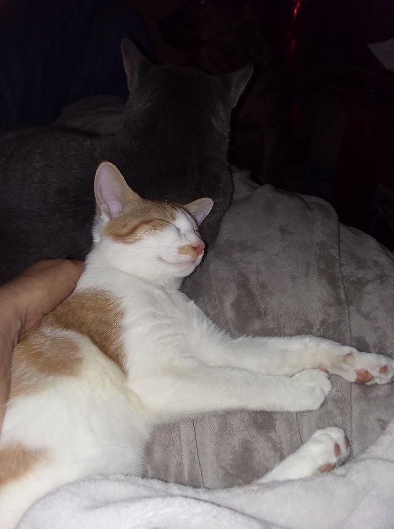 Lighthouse sleeping with dash