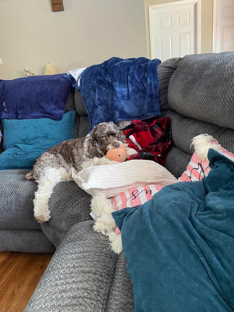 Please excuse the blankets all over my couch. My dogs root them all over lol
Had to take a pic of Sammie sleeping with his stuffed carrot in his mouth
