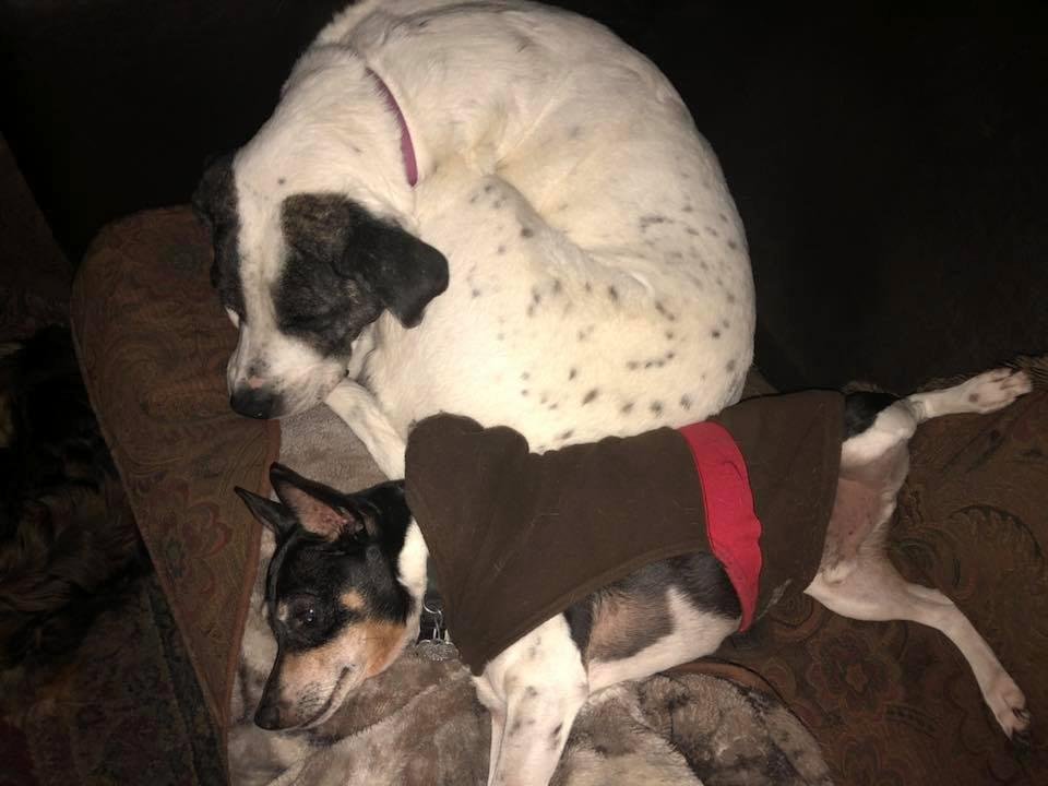 Our baby Maddie making herself as small as possible. She really wanted snuggle time on the sofa with big brother Boo and mommy. ❤️