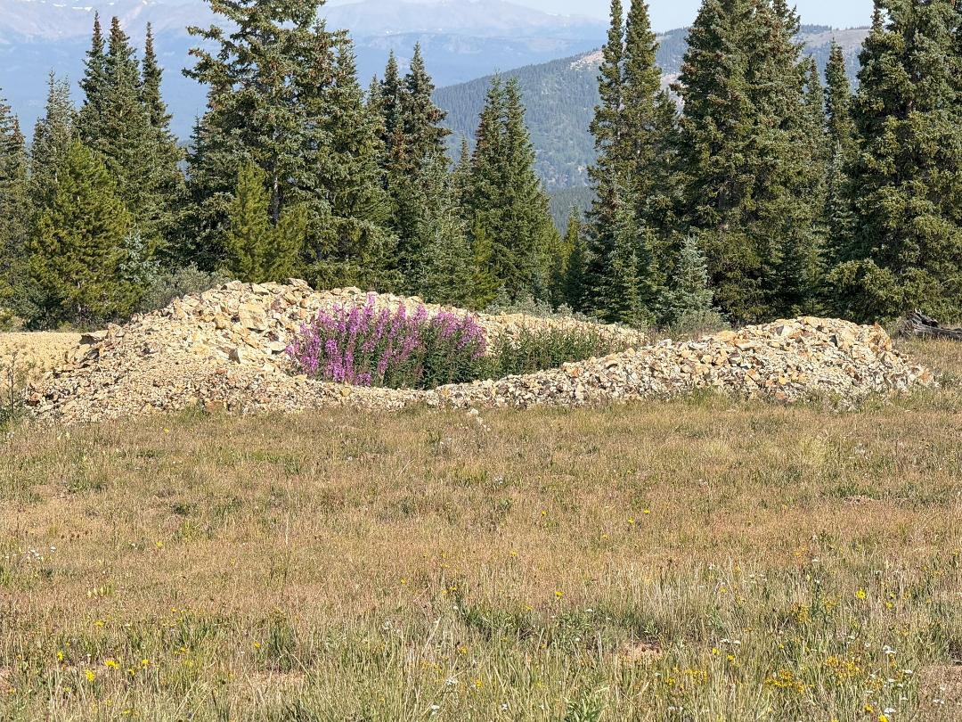 Nature beautifies even the old mining pits.