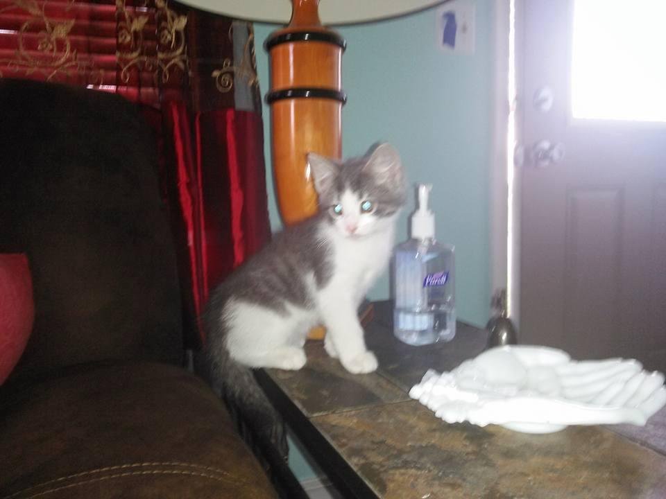Or new member of our family. Charlie