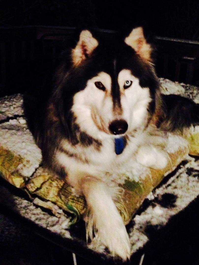 Soon as the snow started he jumped on the out door table to get closer to the snow.