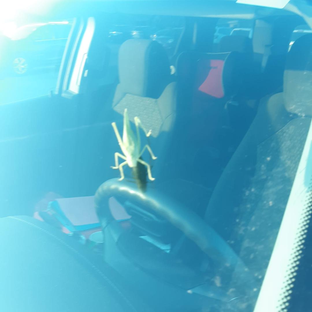 What bug is this