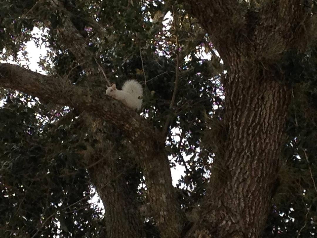 Albino Squirrel, about three blocks from our house.
