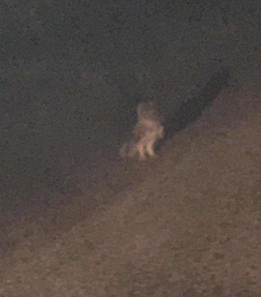 About 8:45 on Co.Rd. 307 this owl was sitting in the road. We stopped so I could snap a picture. It was not at all afraid. Note the shadow is from Pat’s Edge headlights.