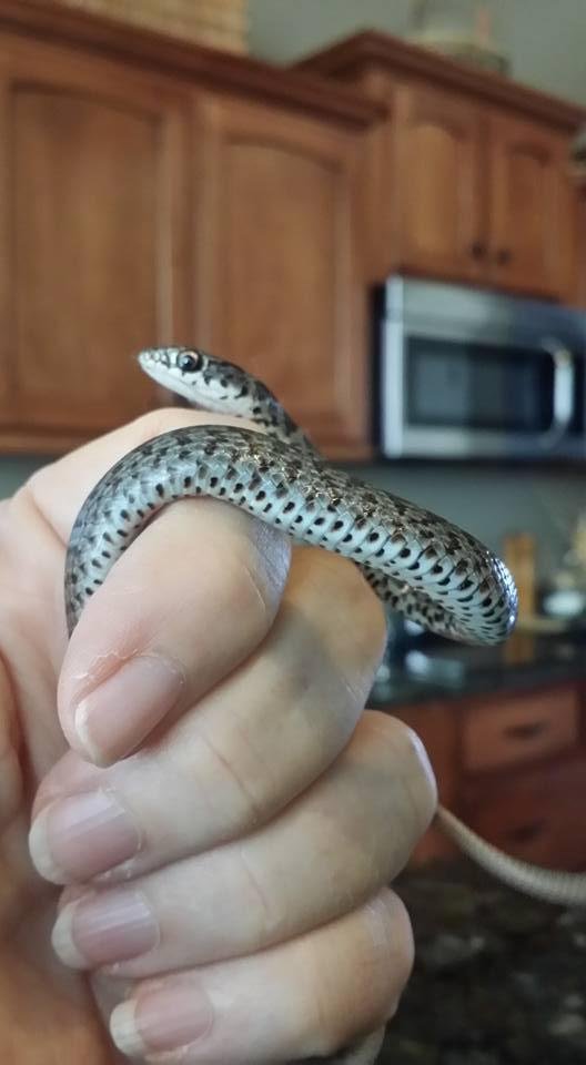 Caught him. What a cutie.
