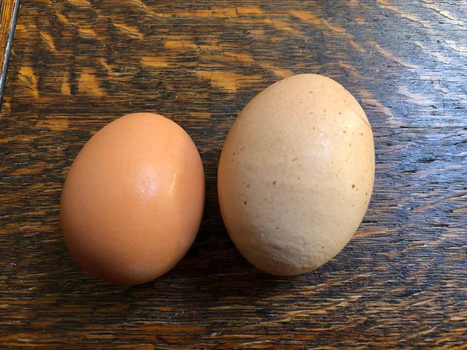 .....Marketing 101....Egg on left bought as ‘Large’...from local store. Egg on right from our neighbour Seonaid....What should it be labelled? ...’Colossal’...’Mammoth’. ....‘Gargantuan’....’Giant size’...’Ginormous’....’Me