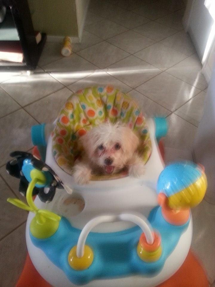 Yolanda Johnson-Hobson dog when her grandsons not in the walker this what she does Jamie Johnson Shun Willis Malakyte A New Begining Andrew Lyons