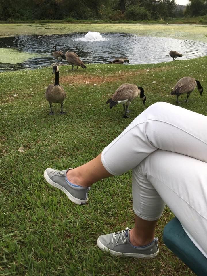 As the Canada goose come closer to early wife. #indianrockwinery