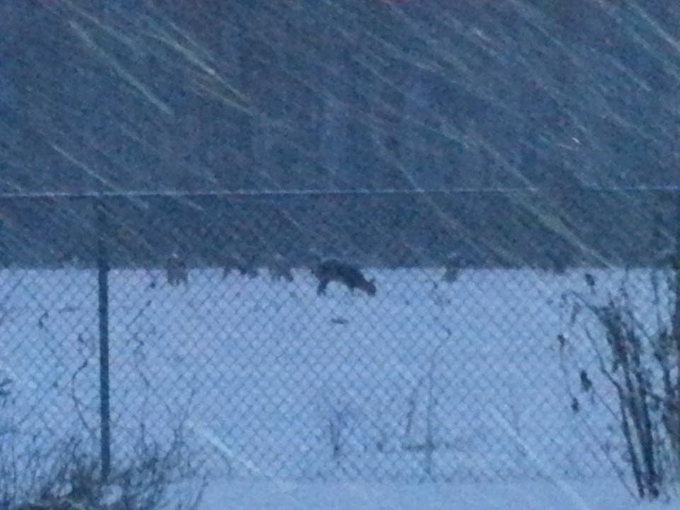 Otra foto de los guajolotes buscando maiz en el campo detras de nuestra casa.