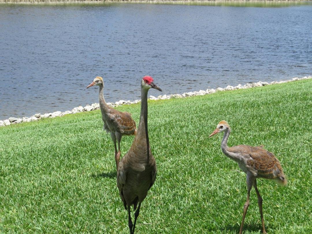 Love the Sand hill Cranes
