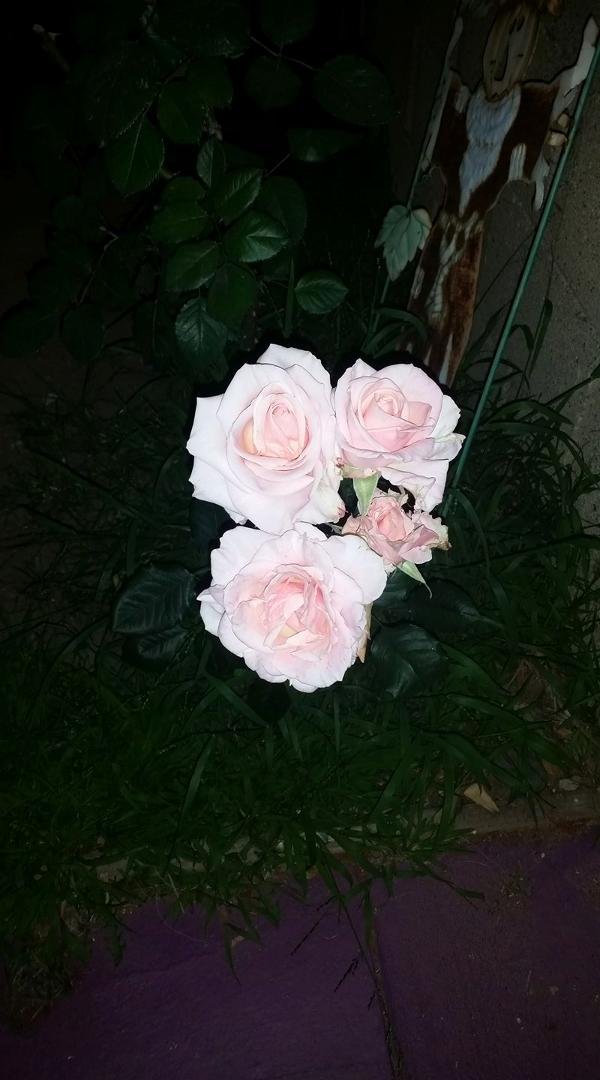 blooming season i guess!!