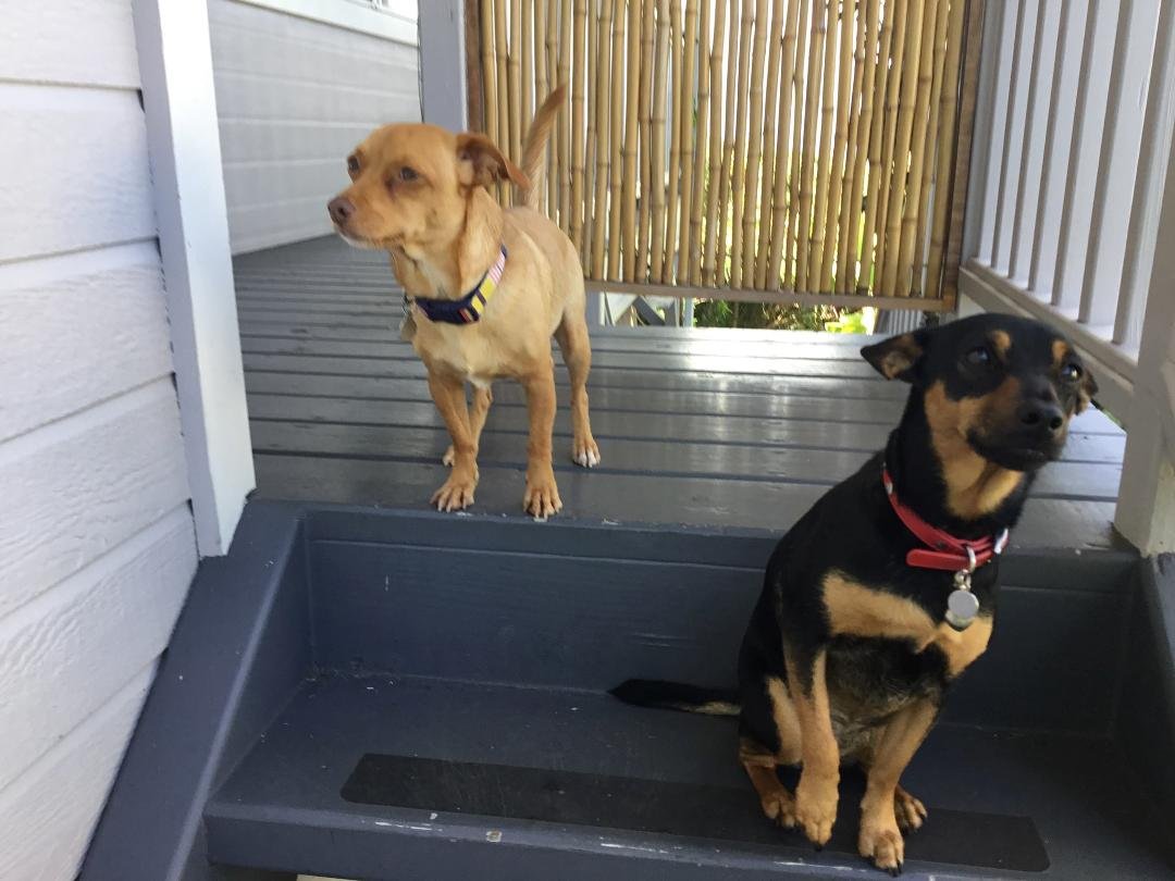 Our complementary pets with our vacation rental in Kailua-Kona