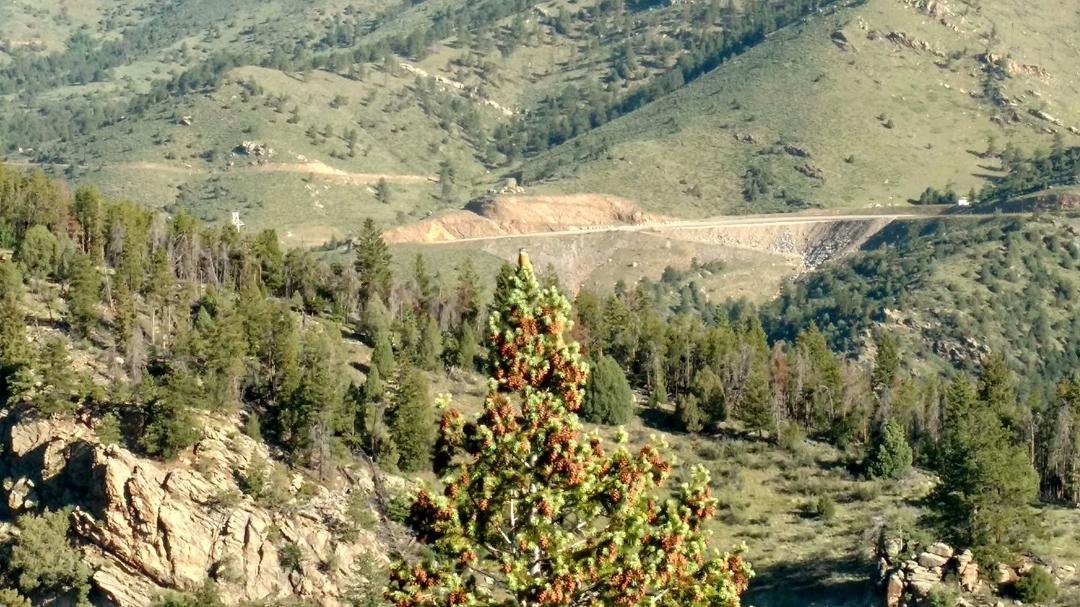 Beautiful Monday morning in Evergreen.......bird is on top of the tree.....