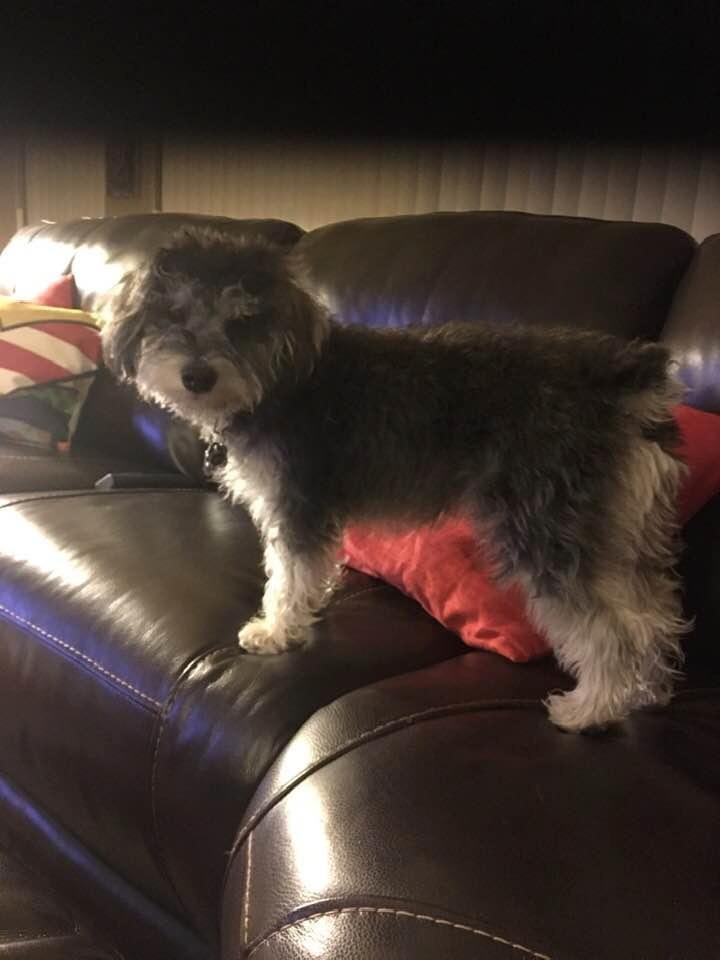 Benji posing for National Dog Day.